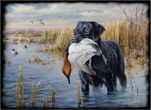 Redraw Multi Color Original